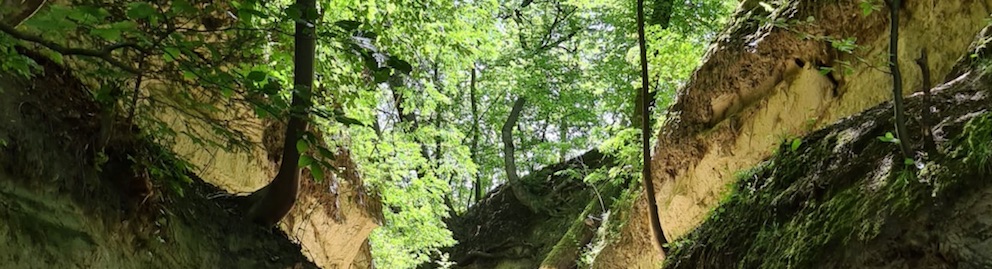 FPP: illustration de l'évolution conjointe du vivant et des couches géologiques au cours du temps, un processus qui caractérise la Biosphère. (Chemin creux à Burgdorf/Berthoud, BE, Suisse)